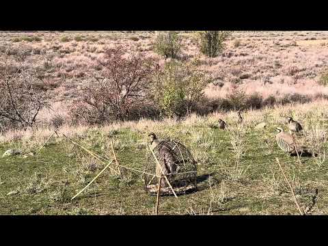 Видео: 19 октября 2025 г.