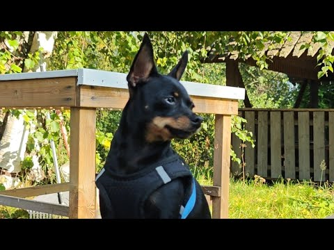 Видео: #dobbikfinland  Пекник сосиски на гриле 🧑‍🦱🐶🙋🇫🇮