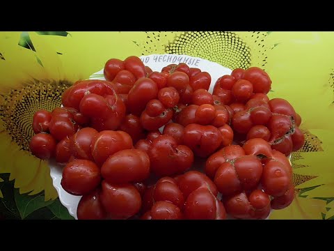 Видео: ТОМАТЫ "ЧЕСНОЧНЫЕ" Рейсетомейт (Reisetomato). №540. ДЕГУСТАЦИЯ. Ольга Чернова.