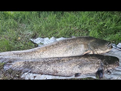 Видео: Ловля трофейного сома с берега на живца