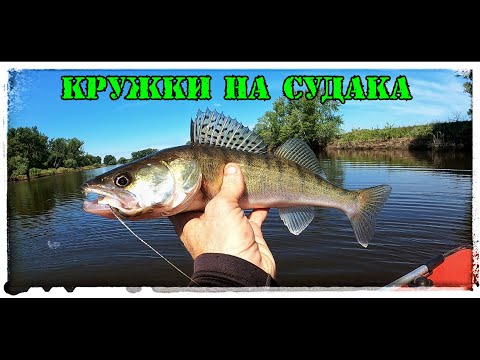 Видео: Судак на Кружки в начале Июня. Эта приманка стабильно ловит!