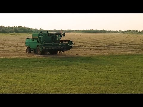 Видео: Такого вы еще не видели.Предшественник для ячменя бывший и будущий ставок.