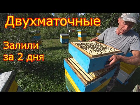 Видео: ДВУХМАТОЧНЫЕ! ЗАЛИЛИ за 2 ДНЯ! Срочное РАСШИРЕНИЕ!