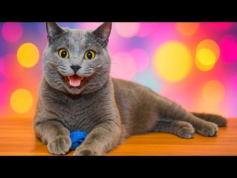 Видео: Лучший кот Пудж! Новые смешные видео с кошками! Самые смешные животные 🤣 САМЫЕ СМЕШНЫЕ кошки 2025...