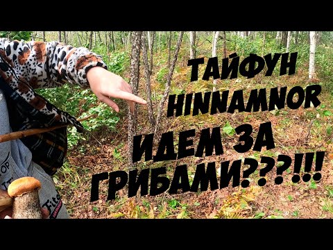 Видео: ЗА ГРИБАМИ В ТАЙФУН HINNAMNOR. МЧС ПРЕДУПРЕЖДАЛИ! СОБРАЛИ БЕЛЫХ И ПОДОСИНОВИКОВ В ШТОРМОВОЙ ВЕТЕР!!!