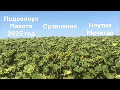 Видео: Подсолнечник Пахота и Ноутил сравнение обзор сенгента Мичиган 2025 год АГРО ТОТ 