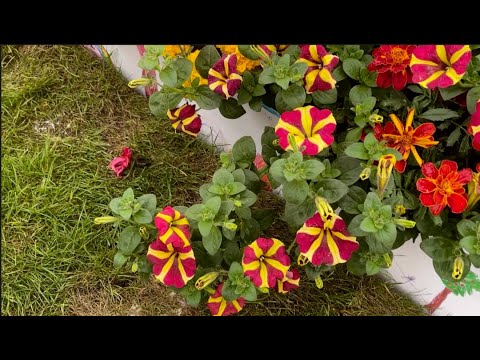 Видео: Выставка Цветов В Челси 2023 Лондон (часть 1) - Chelsea Flower Show 2023 London ( part 1 )