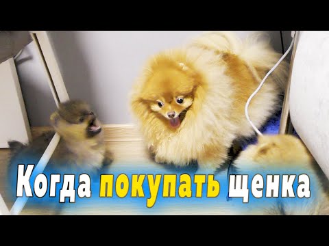 Видео: Щенкам шпица 61 день. В каком возрасте покупать щенка: 2, 3, 7 месяцев. Не бесплатное Авито
