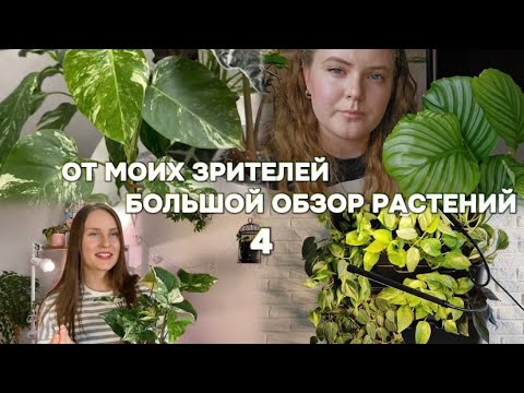 Видео: Большой обзор растений от подписчиков 4💚