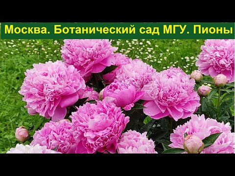 Видео: Москва. Ботанический сад МГУ. Цветение пионов (17.06.2025)