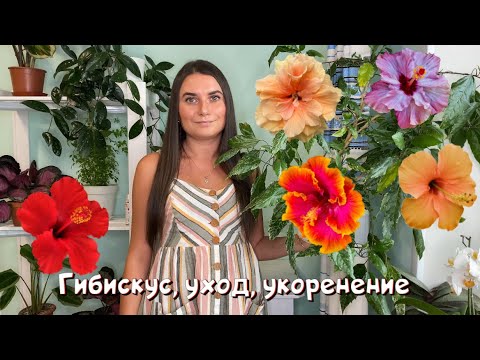 Видео: Гибискус: уход, выращивание. Черенкуем и укореняем.