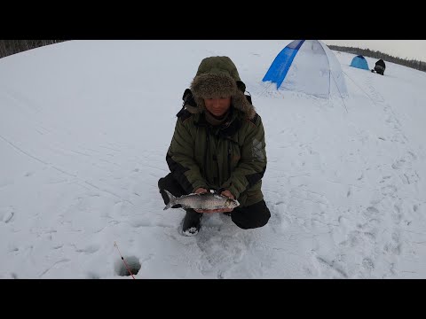 Видео: ЗИМНЯЯ РЫБАЛКА НА ВТВ / 3 ДЕНЬ / WINTER FISHING ON VTB / 3 DAY