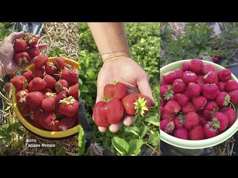 Видео: Растим самую лучшую клубнику. Профессиональные удобрения в помощь простым садоводам.