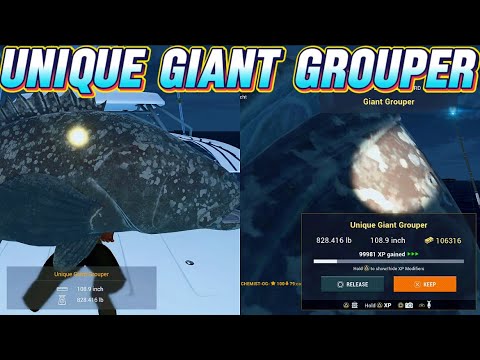 Видео: Уникальный путеводитель по груперам: лучшие места для рыбалки в Атолло Куда на Мальдивах — Fishin...