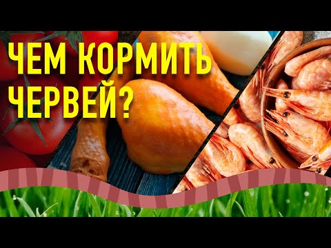 Видео: Чем и как кормить червей. Корм для червей. Часть 1.