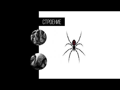 Видео: Малинина Анастасия «Динамическая презентация "Черная вдова"», ВХУТЕИН