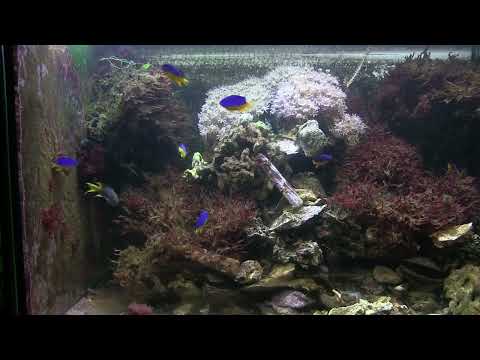 Видео: про групповое содержание хризиптер