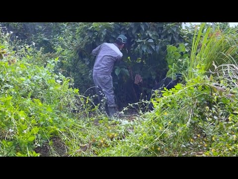 Видео: Помогите одинокой женщине преобразить заросший сад —наведите порядок Супер бесплатная стрижка газона