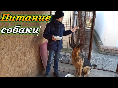 Видео: Как и чем кормить крупную собаку. Рацион немецкой овчарки.