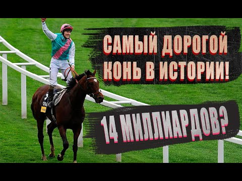 Видео: ФРЕНКЕЛЬ - САМЫЙ ДОРОГОЙ КОНЬ В МИРЕ ЗА ВСЮ ИСТОРИЮ ! СКОЛЬКО ЖЕ СТОИТ САМАЯ ДОРОГАЯ ЛОШАДЬ ?