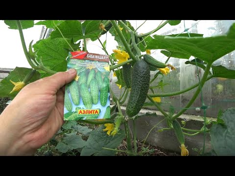Видео: Обзор огурцов. Необычные сорта