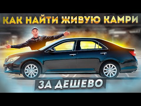 Видео: ИЩЕМ ЖИВУЮ КАМРИ ПО ДНУ РЫНКА