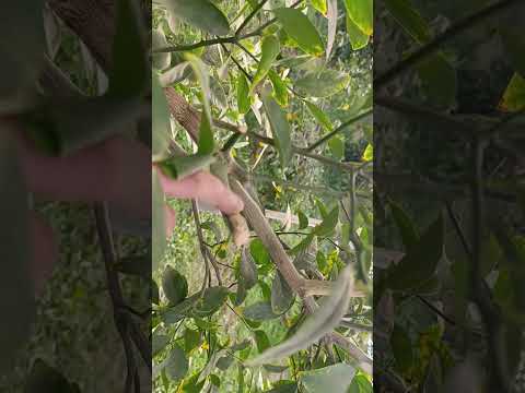 Видео: Лимон обрезка бухоро вилоят пешку тумани  кургон тепа  05.11.2025