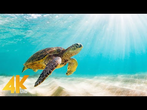 Видео: Удивительный подводный мир Красного моря с успокаивающей музыкой - 8 ЧАСОВ - Часть №4