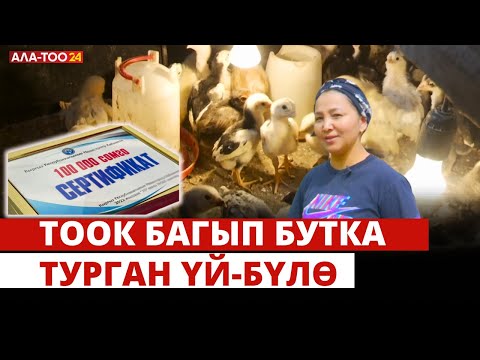 Видео: Бир дакан тоок 10 миң сомго сатылууда. Тоок багып бутка турган үй-бүлө