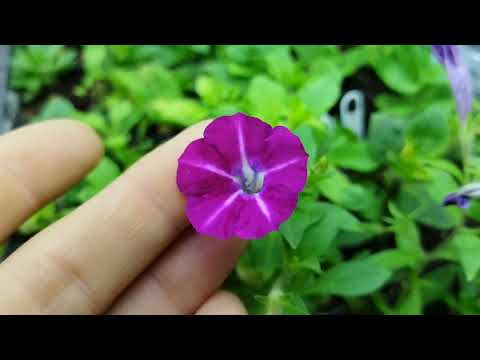 Видео: Вирус на вегетативной петунии. Симптомы.Причины.Лечение. #петуниявирус