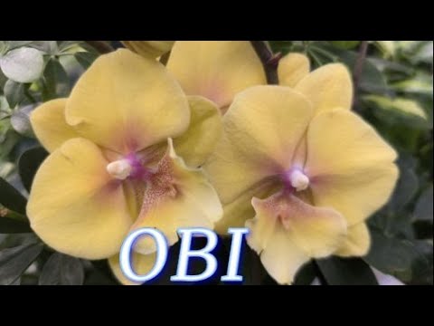 Видео: №1123/ СВЕЖИЕ, невероятно КРАСИВЫЕ орхидеи в OBI