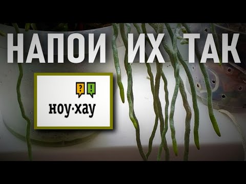 Видео: НАПОИ КОРНИ ТАК - ПОЛУЧИШЬ РЕЗУЛЬТАТ 👍! НОУ-ХАУ МЕТОД ИСПОЛЬЗОВАНИЯ ВНЕСУБСТРАТНЫХ КОРНЕЙ ОРХИДЕИ!👍