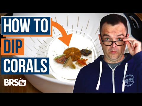 Видео: 10 способов защиты кораллов от вредителей в рифовом аквариуме! EP: 44b