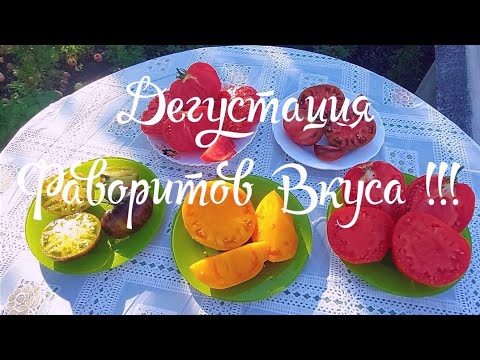 Видео: 22. Дегустация Фаворитов сезона 2025 года.