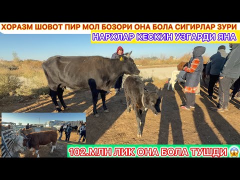 Видео: ХОРАЗМ ШОВОТ ПИР МОЛ БОЗОРИ ОНА БОЛА КСИР СИГИРЛАР НАРХЛАРИ УЗГАРДИ ЯНА 5-ноября 2025 г.