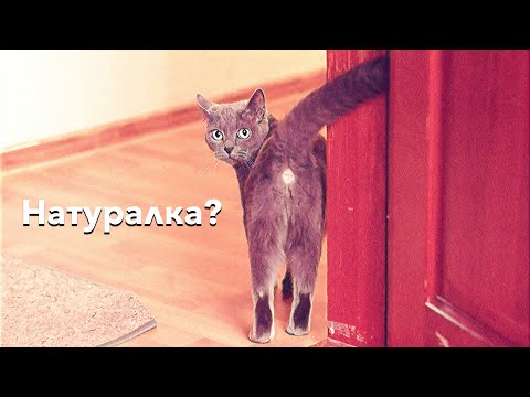 Видео: Как перевести кота на натуралку