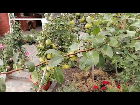 Видео: Груша Августовская роса.