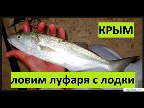 Видео: Крым. Ловим луфаря. Оснастка. Проводка. Тактика.