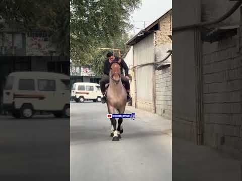 Видео: 11 ноября 2025 г.