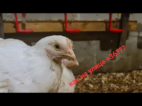 Видео: Я доволен панелью охлаждения! На улице +36, а бролер жив и здоров)