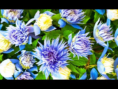 Видео: 20 ЭФФЕКТНЫХ РАСТЕНИЙ для ЖИВОЙ ИЗГОРОДИ и ВЕРТИКАЛЬНОГО ОЗЕЛЕНЕНИЯ САДА