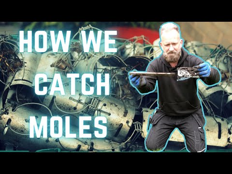 Видео: С нами ЛОВЛЯ КРОТОВ кажется такой простой задачей!!! Посмотрите, как мы используем туннельную кро...