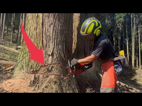 Видео: [Часть 1] Опытный рубщик срубает три больших дерева!