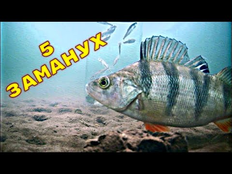 Видео: Щука и Окунь ЭТО ЛЮБИТ! 5 ЗАМАНУХ НА ХИЩНИКА! Подводная съемка