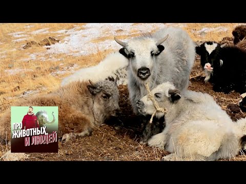 Видео: Тува. Паломничество к азиатским быкам. Часть 1  🐾 Про животных и людей 🌏 Моя Планета