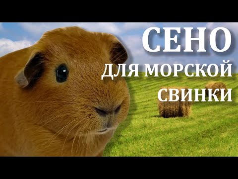 Видео: Сено для морских свинок. Какое сено едят морские свинки. Хорошее сено для морской свинки