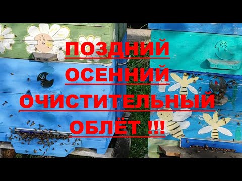 Видео: ИЗОЛЯЦИЯ МАТОК 2 МЕСЯЦА!!! НЕТ РАСПЛОДА - НЕТ ПРОБЛЕМ !!!