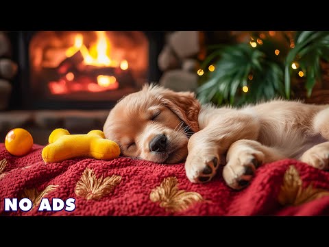 Видео: Расслабляющая Музыка для Собак от Тревоги🌟🐕‍🦺Музыка от Разлуки для Сна Собак🌈