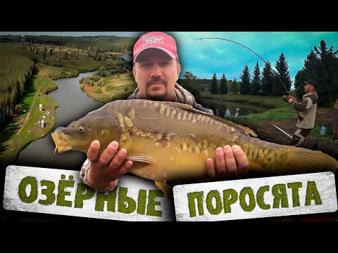 Видео: ТАКОЙ РЫБАЛКИ У МЕНЯ ЕЩЁ НЕ БЫЛО!!! \ КАРПФИШИНГ В НОВОСИБИРСКЕ \ СОВРЕМЕННАЯ КАРПОВАЯ ЛОВЛЯ.