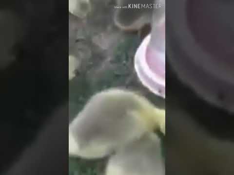 Видео: Қаз шаруашылығымен тиімді айналысу және де балапандар күтімі(1-бөлім).